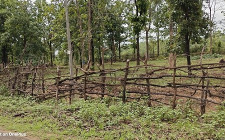 बैतूल वन परियोजना में डिप्टी रेंजर की करतूत: सैकड़ों सागौन पेड़ कटवाए, अतिक्रमणकारियों को संरक्षण, लकड़ियां गायब, जिम्मेदार मौन।