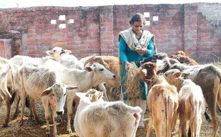 गोवंश संरक्षण से बढ़ रही अर्थव्यवस्था।