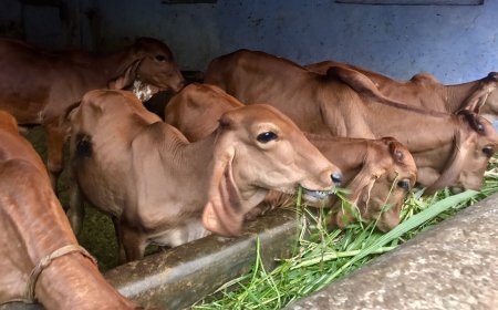 Lucknow : प्रदेश के हर मंडल में बनेगी 'आदर्श गोशाला', प्रथम चरण में अयोध्या, वाराणसी, गोरखपुर, चित्रकूट, बरेली, आगरा, कानपुर, झांसी में बनेंगी 8 आत्मनिर्भर गोशालाएं