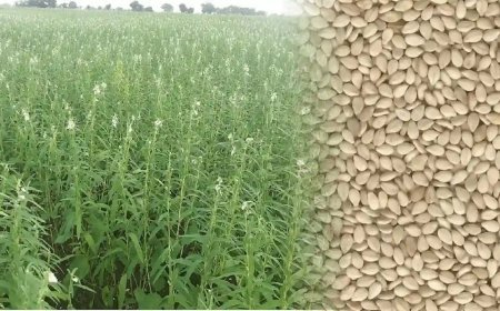 Lucknow : तिल की खेती को प्रोत्साहन दे रही योगी सरकार, बीज पर 95 रुपये प्रति किग्रा की दर से मिलता है अनुदान