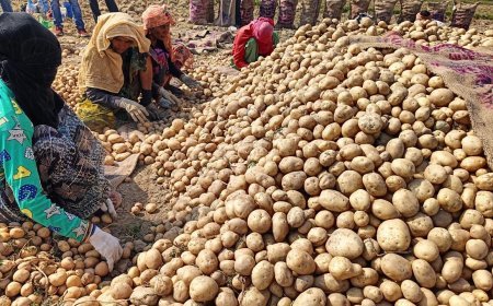 Lucknow : आलू के उत्पादन, निर्यात एवं उन्नतशील प्रजातियां को बढ़ावा देने के लिए अंतर्राष्ट्रीय अनुसंधान केंद्र, पेरू एवं भारत सरकार के बीच हुआ एमओयू