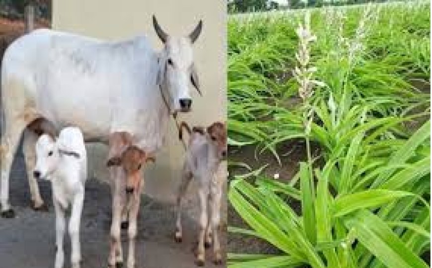 Hardoi News: माधौगंज, मल्लावां, बिलग्राम व साण्डी में चयनित क्लस्टरों में करायी जायेगी गौ आधरित प्राकृतिक खेती- उपनिदेशक