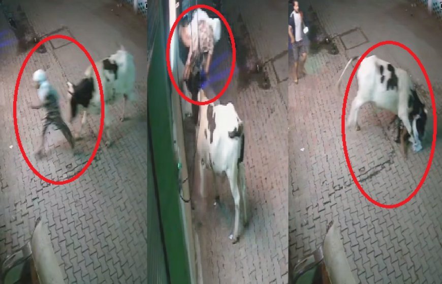 Sambhal: छुट्टा सांड़ का आतंक- संभल में बुजुर्ग महिला पर जानलेवा हमला, वायरल वीडियो ने खोली प्रशासन की पोल। 