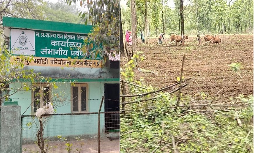 MP Forest Department: बैतूल में सागौन के जंगलों का अवैध कटान, लकड़ियां गायब, रेंजर दुर्गेश मालवीय के संरक्षण में जमीन की जुताई, डीएम पर उठते सवाल। 