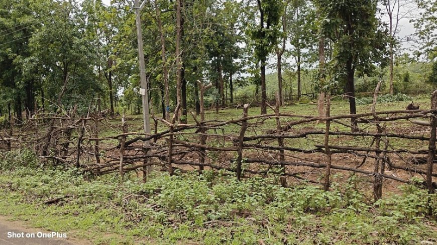 बैतूल वन परियोजना में डिप्टी रेंजर की करतूत: सैकड़ों सागौन पेड़ कटवाए, अतिक्रमणकारियों को संरक्षण, लकड़ियां गायब, जिम्मेदार मौन।