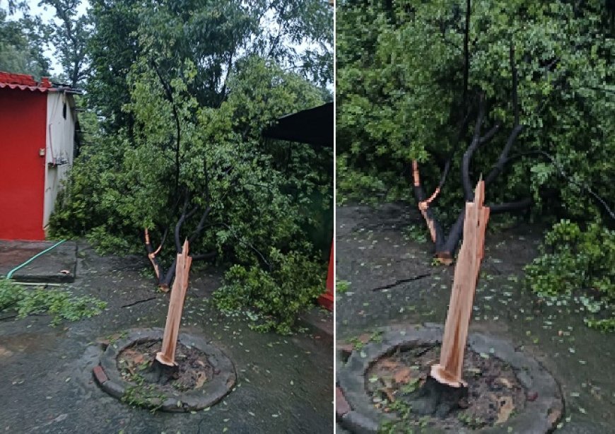 लकड़ी तस्करों ने बाबा सहित तीन भक्तों को कमरे में बंद कर चंदन का पेड़ काटकर ले गए, पुलिस जांच में जुटी। 