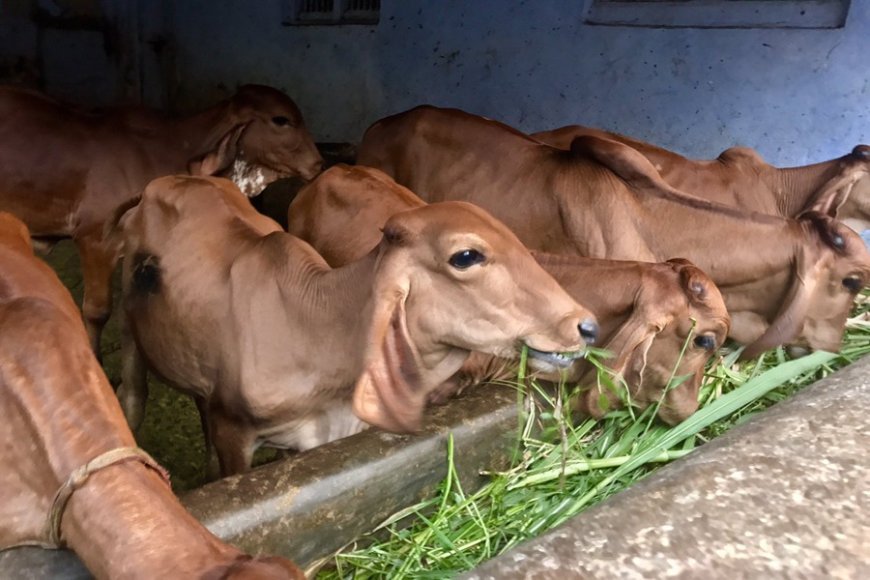 Lucknow : प्रदेश के हर मंडल में बनेगी 'आदर्श गोशाला', प्रथम चरण में अयोध्या, वाराणसी, गोरखपुर, चित्रकूट, बरेली, आगरा, कानपुर, झांसी में बनेंगी 8 आत्मनिर्भर गोशालाएं