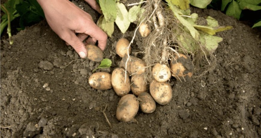 Hardoi : हरदोई में शीतगृहों से आलू निकासी के लिए दिशा-निर्देश