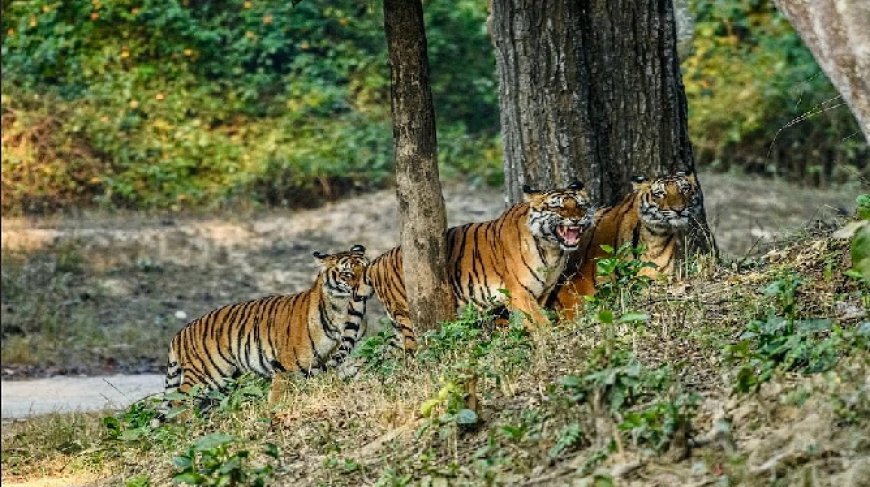 अंतरराष्ट्रीय बाघ दिवस 29 को, योगी सरकार के नेतृत्व में यूपी में निरंतर बढ़ रहे बाघ। 