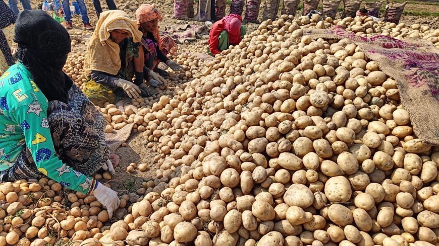 Lucknow : आलू के उत्पादन, निर्यात एवं उन्नतशील प्रजातियां को बढ़ावा देने के लिए अंतर्राष्ट्रीय अनुसंधान केंद्र, पेरू एवं भारत सरकार के बीच हुआ एमओयू