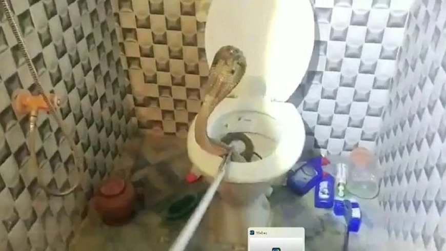 झारखंड के पाकुड़ में शौचालय के कमोड से निकला 5.5 फीट लंबा कोबरा, वन विभाग ने जंगल में छोड़ा। 