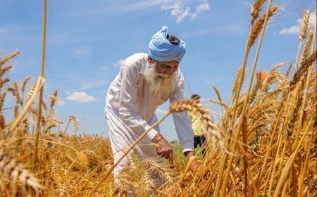 UP के कृषकों के लिए 01-07 अगस्त 2025 हेतु मौसम आधारित कृषि परामर्श