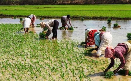 Hardoi : किसानों के लिए पर्याप्त उर्वरक उपलब्ध, जिला प्रशासन ने बनाया कंट्रोल रूम