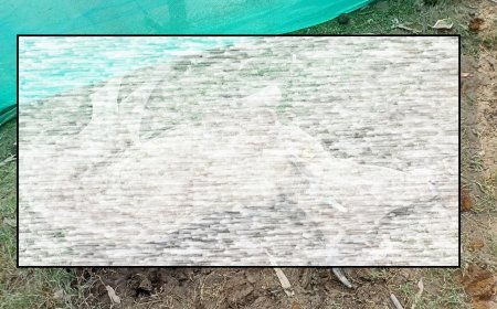 Sitapur : गौ आश्रय स्थल में अधिक पानी भर जाने से हुई कई गौवंशो की मृत्यु