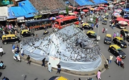 दादर कबूतरखाना विवाद- जैन समुदाय द्वारा भूख हड़ताल की चेतावनी, बॉम्बे हाई कोर्ट के आदेश पर तनाव। 