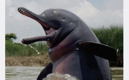 गंगा डॉल्फिन संरक्षण के लिए 'डॉल्फिन मित्र' नियुक्त, नाविकों, मछुआरों और विद्यार्थियों को मिलेगी प्राथमिकता। 