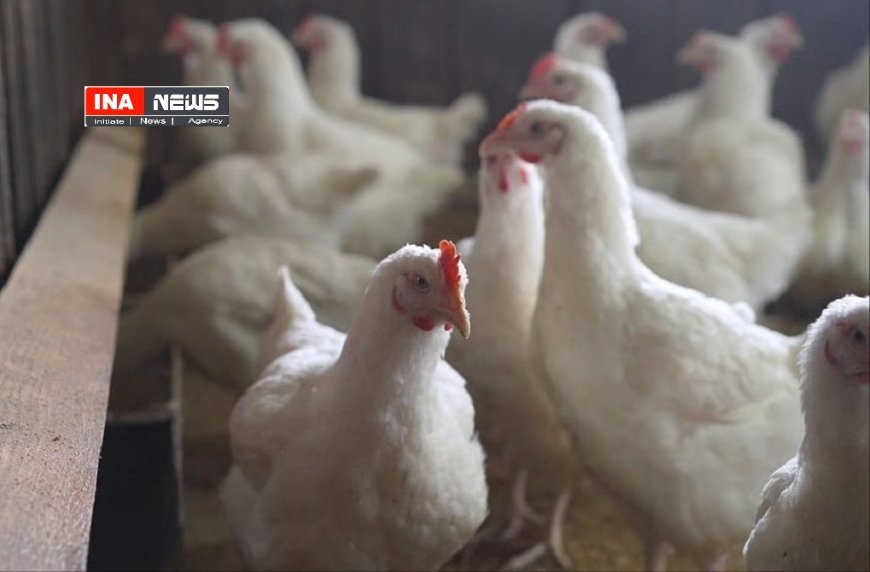 Lucknow : बर्ड फ्लू को लेकर प्रदेश में हालात सामान्य, कड़ी निगरानी व सतर्कता बरत रहा पशुपालन विभाग