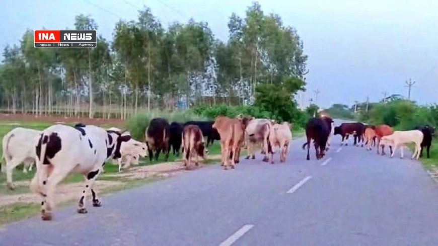 Lucknow : प्रभावी मॉनिटरिंग के जरिए प्रदेश में पशुओं के प्रबंधन व एबीसी केन्द्रों के कुशल संचालन की तैयारी