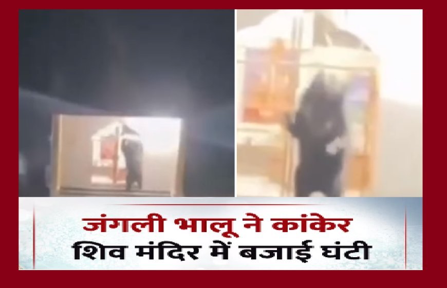 कांकेर के शिव मंदिर में भालू ने बजाई घंटी, 'शिव भक्त भालू' का वीडियो सोशल मीडिया पर वायरल। 