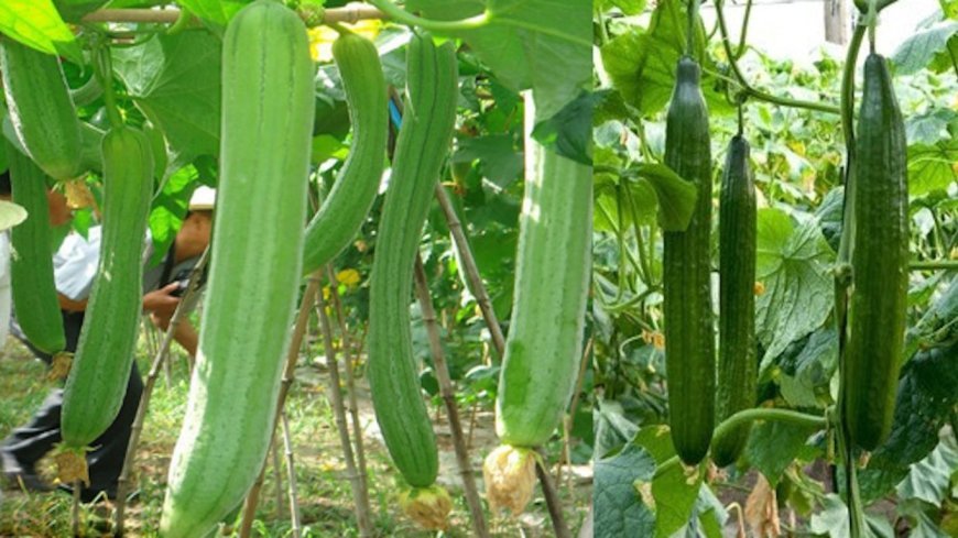 Lucknow : निःशुल्क तोरिया बीज मिनीकिट के लिए 31 तक कर सकेंगे आवेदन, ई-लाटरी से किया जाएगा किसानों का चयन, यहाँ से करें आवेदन