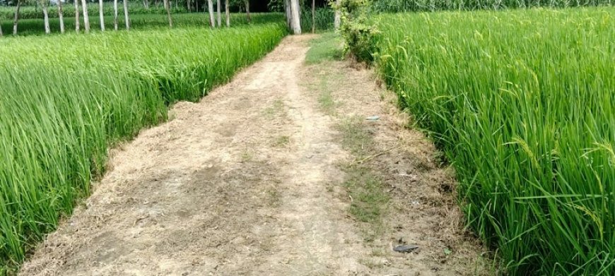 मनरेगा में चकमार्ग निर्माण की आड़ में घोटाला, प्रधान-रोजगार सेवक की मिलीभगत से घास छिलाई का फर्जीवाड़ा।