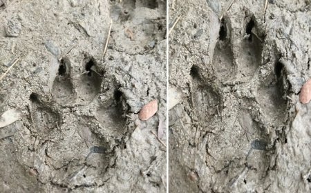 मिश्रित क्षेत्र में जंगल के राजा की दस्तक, दहसत में ग्रामीण। 