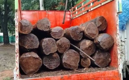 Baitul : पौने दो लाख कीमत की सागौन जब्त, सांवली गढ़ रेंज से पकड़ाई सागौन के लट्ठों से भरी पिकअप, आरोपी मौके से फरार