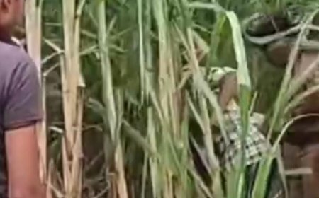 Sitapur : गन्ने के खेत में नवजात शिशु का क्षत-विक्षत शव मिलने से क्षेत्र में  मचा हड़कंप