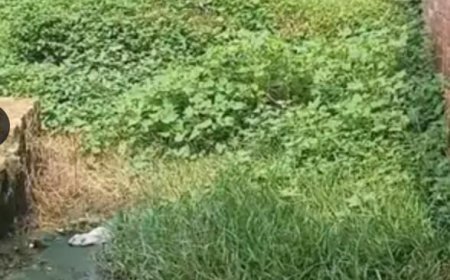 Sitapur : खड़ंजे पर जलभराव और जंगल से परेशान ग्रामीण, शिकायत के बाद भी नहीं हुई कार्रवाई, परिवार पलायन को मजबूर।