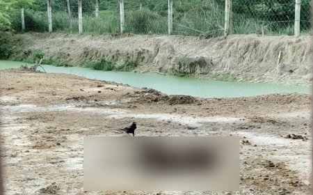 Sitapur : जिंदा मवेशियों को नोच- नोच कर निवाला बना रहे कौऐं, गौशाला में कीचड़ एवं पेट भर चारे के अभाव से जूझ रहे मवेशी