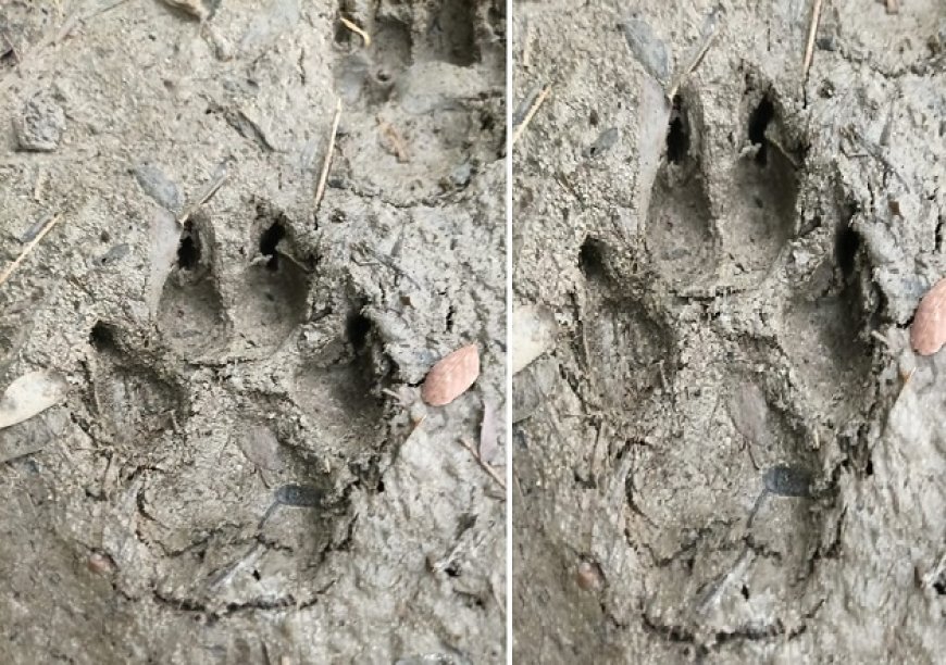 मिश्रित क्षेत्र में जंगल के राजा की दस्तक, दहसत में ग्रामीण। 