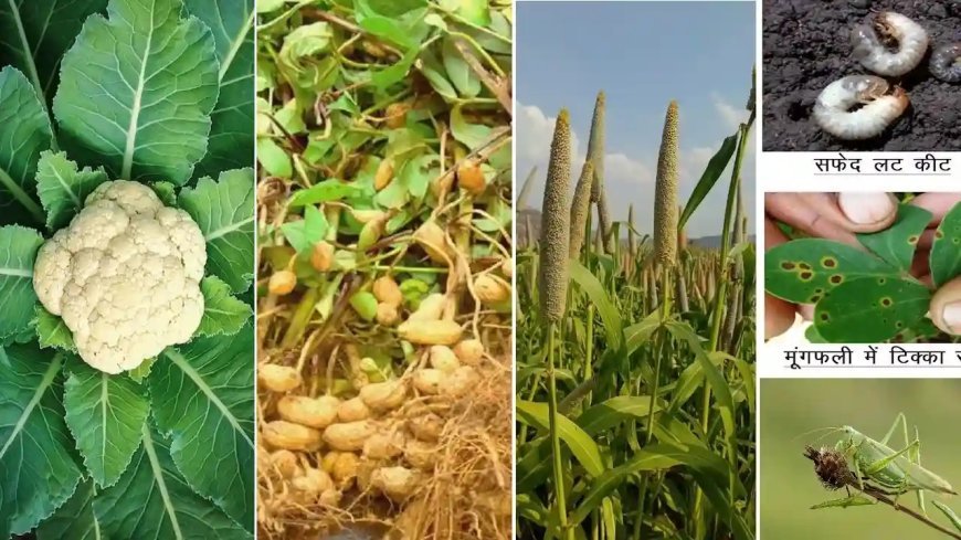 Lucknow : खरीफ फसलों का कीट और रोगों से ऐसे करें बचाव, जानें कीट एवं रोगों के प्रकोप फसल को बचाने के तरीके