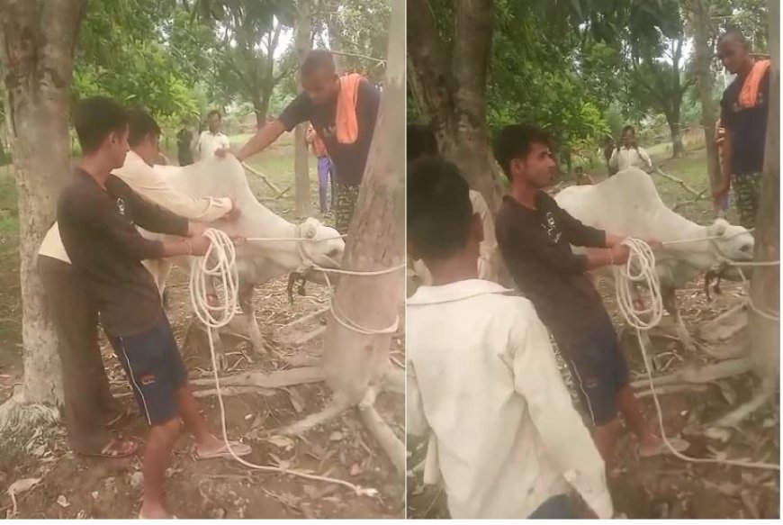 Hardoi : ग्रामीणों और शिवाजी छत्रपति गौ रक्षा फाउंडेशन ने श्रीमऊ में घायल गाय का इलाज किया, मानवता के प्रयास को लोगों ने सराहा