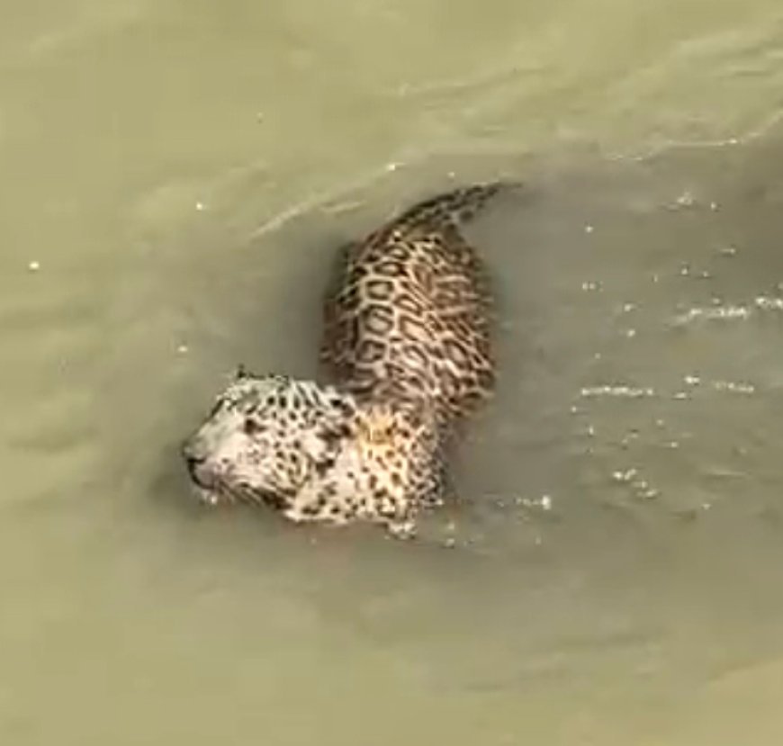 Uttrakhand : वन विभाग की टीम ने रेस्क्यू कर तेंदुए को बाहर निकाला