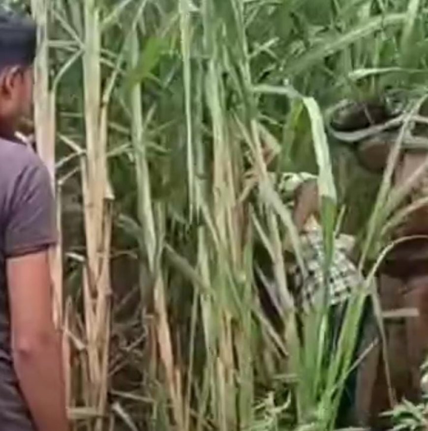 Sitapur : गन्ने के खेत में नवजात शिशु का क्षत-विक्षत शव मिलने से क्षेत्र में  मचा हड़कंप