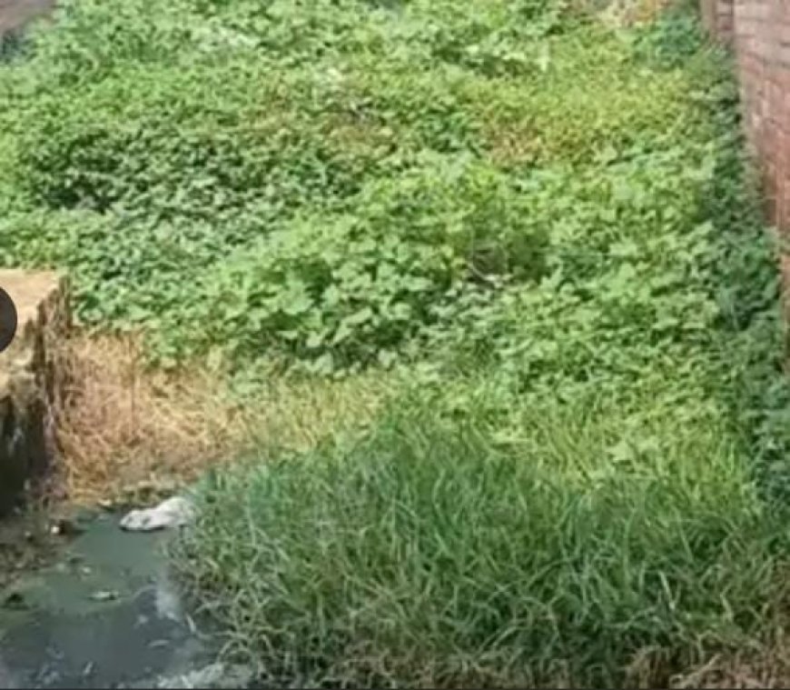 Sitapur : खड़ंजे पर जलभराव और जंगल से परेशान ग्रामीण, शिकायत के बाद भी नहीं हुई कार्रवाई, परिवार पलायन को मजबूर।