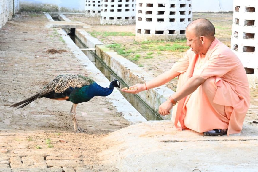 Gorakhpur : सीएम योगी ने की गोसेवा,भवानी और भोलू को दुलारा, पुंज को भी खिलाया गुड़