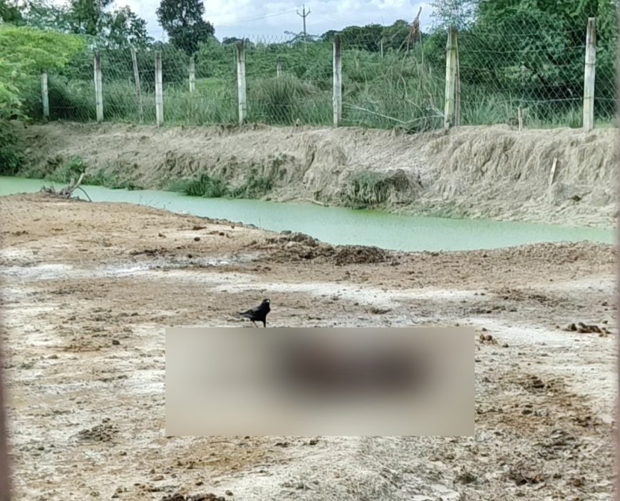 Sitapur : जिंदा मवेशियों को नोच- नोच कर निवाला बना रहे कौऐं, गौशाला में कीचड़ एवं पेट भर चारे के अभाव से जूझ रहे मवेशी