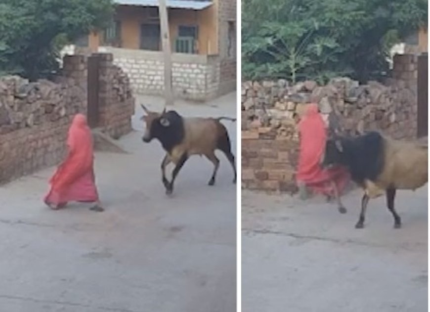 Jodhpur: चैनपुरा बावड़ी में आवारा सांड ने 60 वर्षीय महिला को हवा में उछाला, सीसीटीवी वीडियो वायरल।