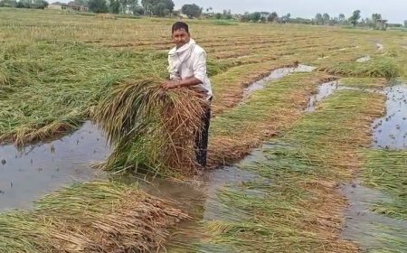 Sambhal: सम्भल में हुई बारिश से अन्नदाता मायूस, धान की फसल को भारी नुकसान, सरकार से मदद की उम्मीद।