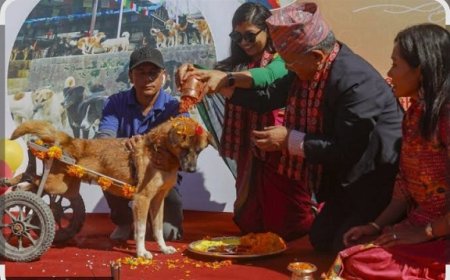 Special: नेपाल में कुत्ता बनता है एक दिन का शाही मेहमान- दीपावली की तरह मनाया जाता है पांच दिवसीय तिहार पर्व