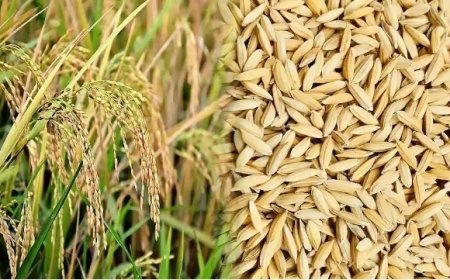 Lucknow: 'अन्नदाता' को मिला योगी सरकार का साथ, 2369 रुपये धान कॉमन तथा 2389 रुपये (ग्रेड-ए) प्रति कुंतल से हो रही खरीद। 