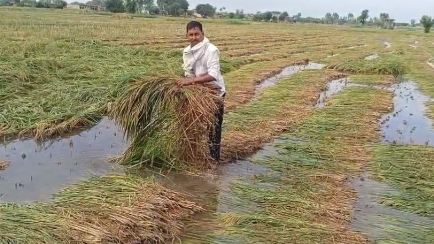 Sambhal: सम्भल में हुई बारिश से अन्नदाता मायूस, धान की फसल को भारी नुकसान, सरकार से मदद की उम्मीद।