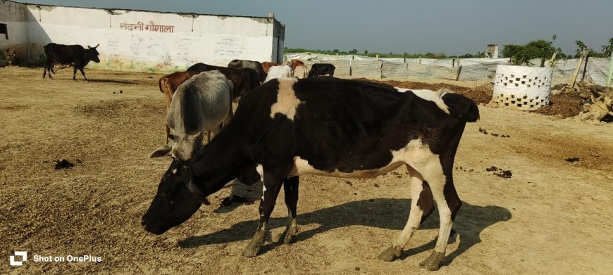 Sitapur : नंदनी गौशाला परसदा में संख्या को लेकर संदेह, निरीक्षण से पहले पूरी कर दी जाती है गिनती।