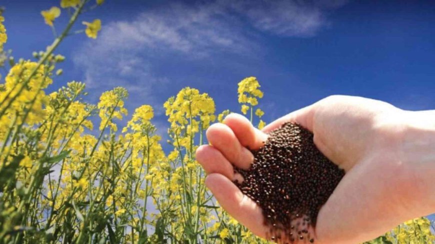 Lucknow : तिलहन उत्पादन को प्रोत्साहित करने हेतु उन्नतिशील बीजों के कृषकों को निःशुल्क मिनीकिट