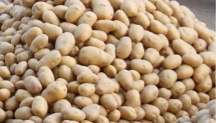 Hardoi: जिले में किसानों के लिए 'पहले आओ, पहले पाओ' आधार पर आलू बिक्री का वितरण शुरू। 