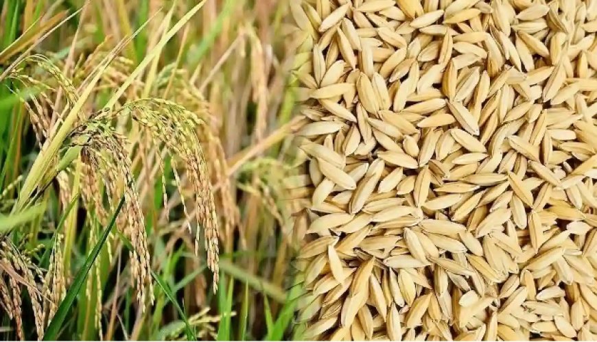 Lucknow: 'अन्नदाता' को मिला योगी सरकार का साथ, 2369 रुपये धान कॉमन तथा 2389 रुपये (ग्रेड-ए) प्रति कुंतल से हो रही खरीद। 