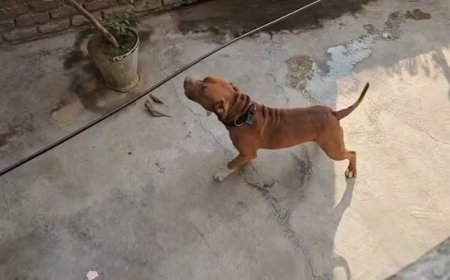 दिल्ली के प्रेम नगर में पिटबुल ने 6 साल के मासूम का कान काटा, मालिक गिरफ्तार, सीसीटीवी में कैद खौफनाक हमला। 