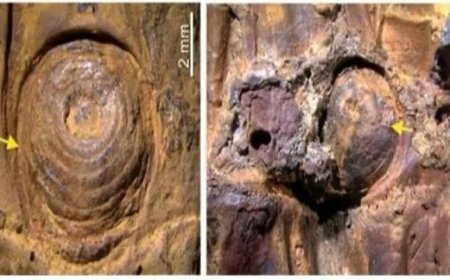 मणिपुर में मिला 37,000 वर्ष पुराना कांटेदार बांस का जीवाश्म: एशिया का सबसे पुराना प्रमाण, हिमयुग के रहस्यों को खोलता खोज। 