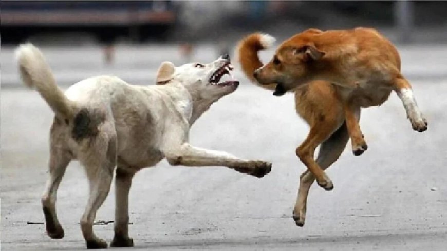 Deoband : परौली में आवारा कुत्ते ने ग्रामीण पर हमला किया, गंभीर रूप से घायल